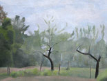 Apple Trees