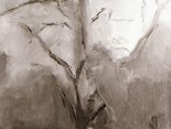 Black Maple, Late Fall, Sheffield