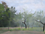 Apple Trees, Sheffield