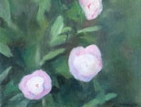 Pink Peonies