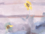 Sunflowers, Nomi's Garden
