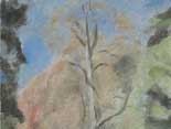Fall: Black Maple, Sheffield