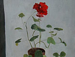 Geranium